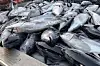 Some 1,300 giant bluefin tuna were caught off the coast of Yeongdeok County, North Gyeongsang, on Tuesday morning and allocated to the Ganggu branch of the National Federation of Fisheries Cooperatives. [YEONGDEOK COUNTY]