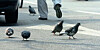 Pigeons are seen on a street in Seoul. [JOONGANG PHOTO]