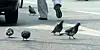 Pigeons are seen on a street in Seoul. [JOONGANG PHOTO]