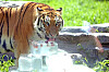A Siberian tiger eats ice provided by Seoul Grand Park in Gwacheon, Gyeonggi. [SEOUL GRAND PARK]