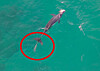 An Indo-Pacific bottlenose dolphin with marine debris attached to its tail swims in the ocean on Monday. [DOCU JEJU/JEJU NATIONAL UNIVERSITY’S WHALE AND MARINE LIFE CONSERVATION RESEARCH CENTER]