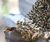 A yellow-legged hornet flies toward a beehive, preying on honeybees. [JOONGANG ILBO]