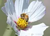 A honeybee collects nectar in a field of cosmos flowers. [NEWS1]