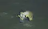 A captured image from a surveillance drone of the late Coast Guard Sergeant Lee Jae-seok seen on Sept. 11 [SCREEN CAPTURE]