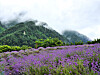 A view of Yangwon Lavender's ″Healing Garden″ in Uljin, North Gyeongsang [YANGWON LAVENDER]