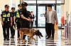 A police special operations unit dog searches for explosives at a department store in Seo District, Gwangju, on Aug. 11. [YONHAP]