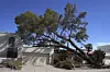 A large uprooted tree leans on a home the day after violent monsoon storms that included a towering wall of dust known as a haboob pushed through the Phoenix metro area, Aug. 26, in Tempe, Arizona. [AP/YONHAP]