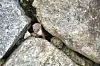 Rare Manchurian weasel spotted for first time in eight years