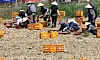 Foreign workers wearing Vietnamese headwear, or Non la, dig for potatoes at a farm in Gangeung, Gangwon, on July 23 in this photo unrelated to the story. [YONHAP]