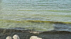 On the shore of Lake Erie’s western basin, the remains of Lyngbya are drifting in the water on Aug. 13. [JEONG EUN-HYE]