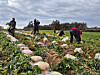 Workers are seen harvesting radishes in a field in Dopo-myeon, Yeongam County, South Jeolla, on Dec. 4. [HWANG HEE-GYU]
