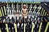 A statue of a girl symbolizing the victims of Japanese wartime sexual slavery, euphemistically referred to as comfort women, is seen with fences around it in front of the grounds of the former Japanese embassy to Korea in central Seoul on Dec. 28, 2025. [NEWS1]