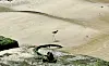 A black-winged stilt was spotted walking along the shores of Yeongsan Island [LEE JIAN]