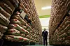 A man walks past sacks of government stockpiled rice piled up in a warehouse in Saitama, Japan on Feb. 18. [AFP/YONHAP]