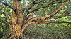 A red machilus tree in Seogwipo, Jeju Island, is stripped of its bark. [ECOBUDDY]