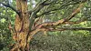 A red machilus tree in Seogwipo, Jeju Island, is stripped of its bark. [ECOBUDDY]