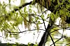 An oak tree with new leaf growth also shows pollen hanging amongst the branches at a park in Richardson, Texas, Thursday, March 21, 2024. [AP/YONHAP]