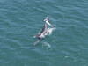 On June 1, off the coast of Seogwipo, Jeju Island, a mother Jeju Indo-Pacific bottlenose dolphin lifts her dead calf to the surface, hoping it would breathe. [JEJU NATIONAL UNIVERSITY DOLPHIN RESEARCH TEAM]