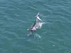 On June 1, off the coast of Seogwipo, Jeju Island, a mother Jeju Indo-Pacific bottlenose dolphin lifts her dead calf to the surface, hoping it would breathe. [JEJU NATIONAL UNIVERSITY DOLPHIN RESEARCH TEAM]