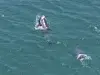 On June 1, off the coast of Seogwipo, Jeju Island, a mother Jeju Indo-Pacific bottlenose dolphin lifts her dead calf to the surface, hoping it would breathe. [JEJU NATIONAL UNIVERSITY DOLPHIN RESEARCH TEAM]