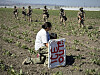 A demonstrator kneels in front of federal agents in a farm field during an immigration raid in Camarillo, California, on July 10. [AP/YONHAP]