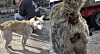 Daechu, a dog who was affected by the wildfires that swept North Gyeongsang is seen in this photo released by animal rescue organization Dorothy Rescue. [DOROTHY RESCUE]