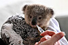 An orphaned koala is seen during feeding time at a center in Sydney on Oct. 15, 2024. [AP/YONHAP]