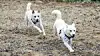On the morning of Dec. 12, 2022, Pungsan dogs Gomi and Songkang, once raised by former President Moon Jae-in, play at Uchi Park's zoo in Buk District, Gwangju. The zoo mistakenly swapped their name tags. [YONHAP]