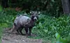 A raccoon dog likely infested by the parasitic itch mite, which causes scabies, moves around on a trail in Yeonsu District, Incheon, on April 27. [YONHAP]