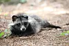 A raccoon dog at West Seoul Lake Park in Yangcheon District, western Seoul, on July 11, 2024, doesn't move when approached by humans. [YONHAP]