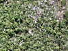 A flock of egrets nests in a bamboo grove near a newly built apartment complex in Naju, South Jeolla, on July 11. [JOONGANG ILBO]
