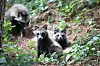 A family of raccoon dogs at West Seoul Lake Park in Yangcheon District, western Seoul, stare at the camera on July 11, 2024. [YONHAP]