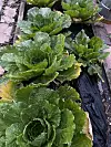 Homegrown cabbages in a small vegetable garden tucked in the corner of the yard. [OH KYUNG-AH]