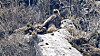A breeding nest of the golden eagle, a globally endangered species and designated natural monument, discovered in Mount Halla [NATIONAL INSTITUTE OF ECOLOGY]