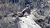 A breeding nest of the golden eagle, a globally endangered species and designated natural monument, discovered in Mount Halla [NATIONAL INSTITUTE OF ECOLOGY]