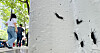 Bugged by summer pests? Seoul says seasonal insects are more helpful ...