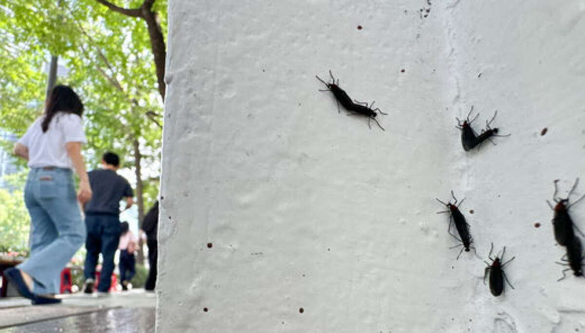 Gangs Insect Bugged by summer pests? Seoul says seasonal insects are more helpful ...