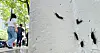 Red-backed hairy flies, known as ″lovebugs,″ are seen on a street in Seoul on July 20, 2024. [NEWS1]