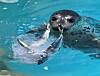 A spotted seal rescued in Yangyang County, Gangwon, in March is seen receiving treatment at a facility before release on June 25, in this photo released by the Ministry of Oceans and Fisheries on June 29. [MINISTRY OF OCEANS AND FISHERIES]