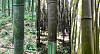 Graffiti in Korean found in Kyoto's Arashiyama bamboo grove [ARASHIYAMA FACEBOOK, KYOTOPI, YONHAP]