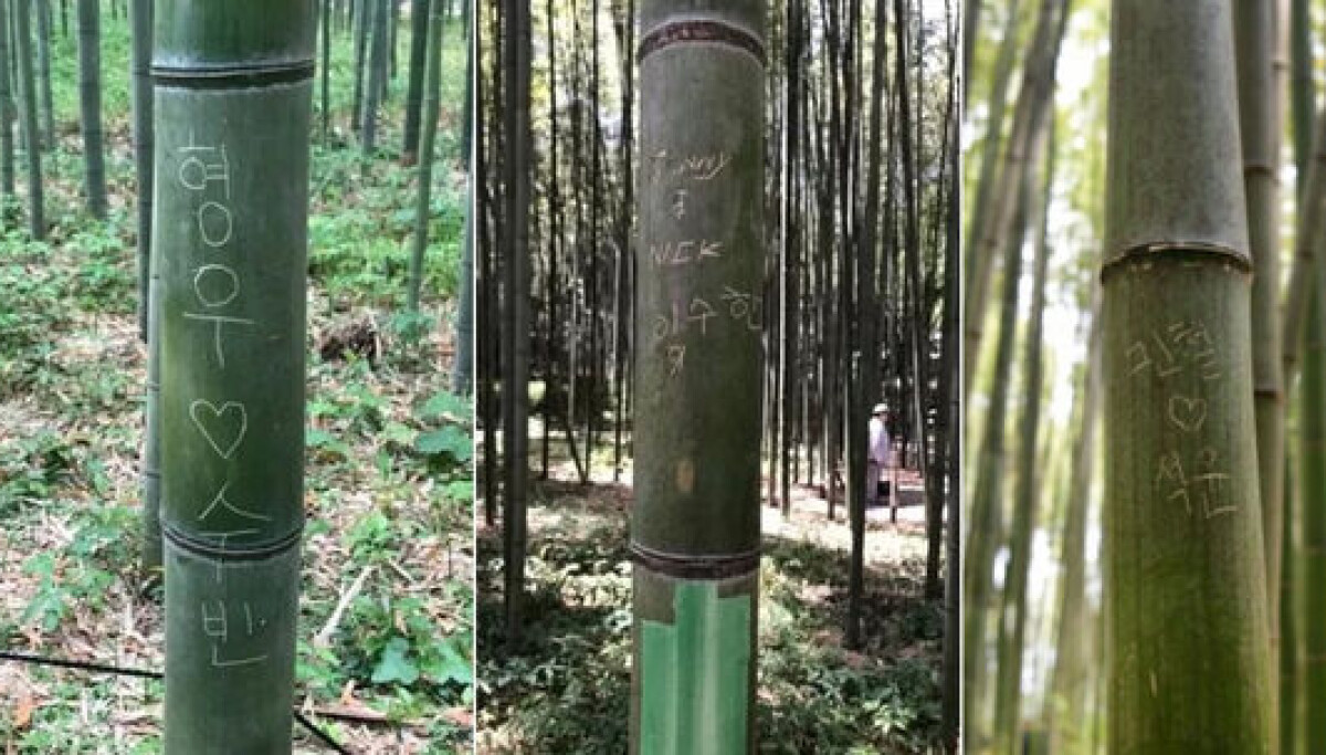 Visitor vandalism threatens Kyoto's iconic bamboo grove landscape