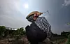 A farmer wipes sweat from his face while weeding a field in Dasan-myeon, Goryeong County, North Gyeongsang, on July 8 as the heat wave continues. [YONHAP]