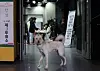 A watchful dog waits for his owner at a polling station for the general election at an education center in Hannam-dong in Yongsan District, central Seoul, on April 10. [YONHAP]