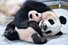 Ai Bao and Fu Bao, when Fu Bao was 100 days old [SAMSUNG C&T]