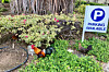 Feral chickens wander around near downtown Honolulu on April 19, 2023.  [AP/YONHAP]