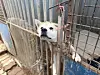 An abandoned dog stays at a shelter operated by the Incheon Veterinary Medical Association in Incheon on Dec. 11. [IM SOUNG-BIN]