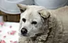 An abandoned dog [KIM SEONG-RYONG]