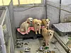 Abandoned dogs stay at a shelter operated by the Incheon Veterinary Medical Association in Incheon on Dec. 11. [IM SOUNG-BIN]