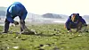 Gamtae master Song, left, and CEO Song harvest gamtae on the Garorim Bay in Seosan, South Chungcheong. [BADASOOP]