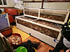 Thousands of crabs are seen stored in a home aquarium in Pohang [POHANG COAST GUARD]